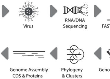 <strong>Genome Detective: An Automated System for Virus Identification from High-throughput sequencing data.</strong>