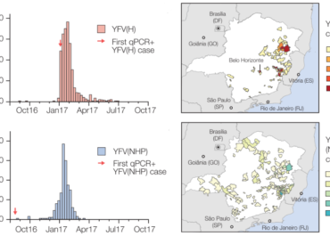 <strong>Genomic and epidemiological monitoring of yellow fever virus transmission potential</strong>