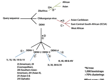 <strong>A computational method for the identification of Dengue, Zika and Chikungunya virus species and genotypes</strong>