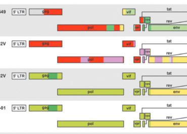 <strong>New Genomes from The Congo Basin Expand History of CRF01_AE Origin and Dissemination</strong>