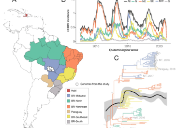 <strong>Introduction of chikungunya virus ECSA genotype into the Brazilian Midwest and its dispersion through the Americas</strong>