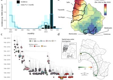 Genomic and eco-epidemiological investigations in Uruguay reveal local Chikungunya virus transmission dynamics during its expansion across the Americas in 2023