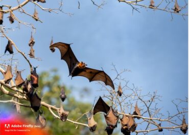 Understanding Bat-Borne Viruses: CERI's Monthly Seminar Highlights One Health & Climate Approach
