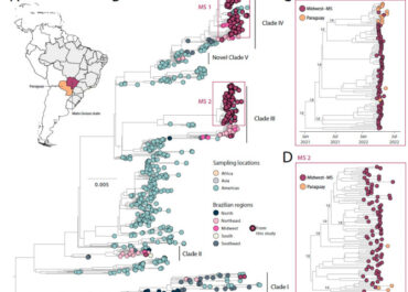 Dengue Fever Surveillance in Mato Grosso do Sul: insights from genomic analysis and implications for Public Health Strategies