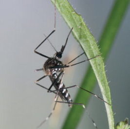 Aedes albopictus arrives in Lisbon: an emerging public health threat