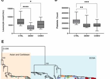 Exploring the Chikungunya virus landscape in a dengue-endemic Brazilian area