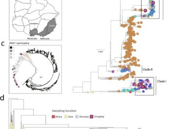 Genomics-based timely detection of Dengue Virus type I genotypes I and V in Uruguay