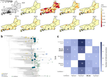 Exploring the urban arbovirus landscape in Rio de Janeiro, Brazil: transmission dynamics and patterns of disease spread