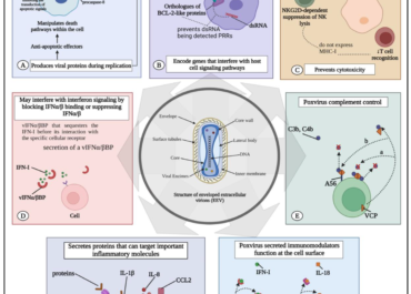 Mpox: An Overview of Pathogenesis, Diagnosis, and Public Health Implications