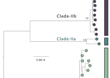 Monitoring Monkeypox: Safeguarding Global Health through Rapid Response and Global Surveillance