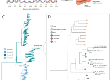 Resurgence of Dengue Virus Serotype 3 in Minas Gerais, Brazil: A Case Report