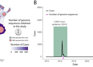 Tracing the evolution of the chikungunya virus in Argentina, 2016-2023: independent introductions and prominence of Latin American lineages